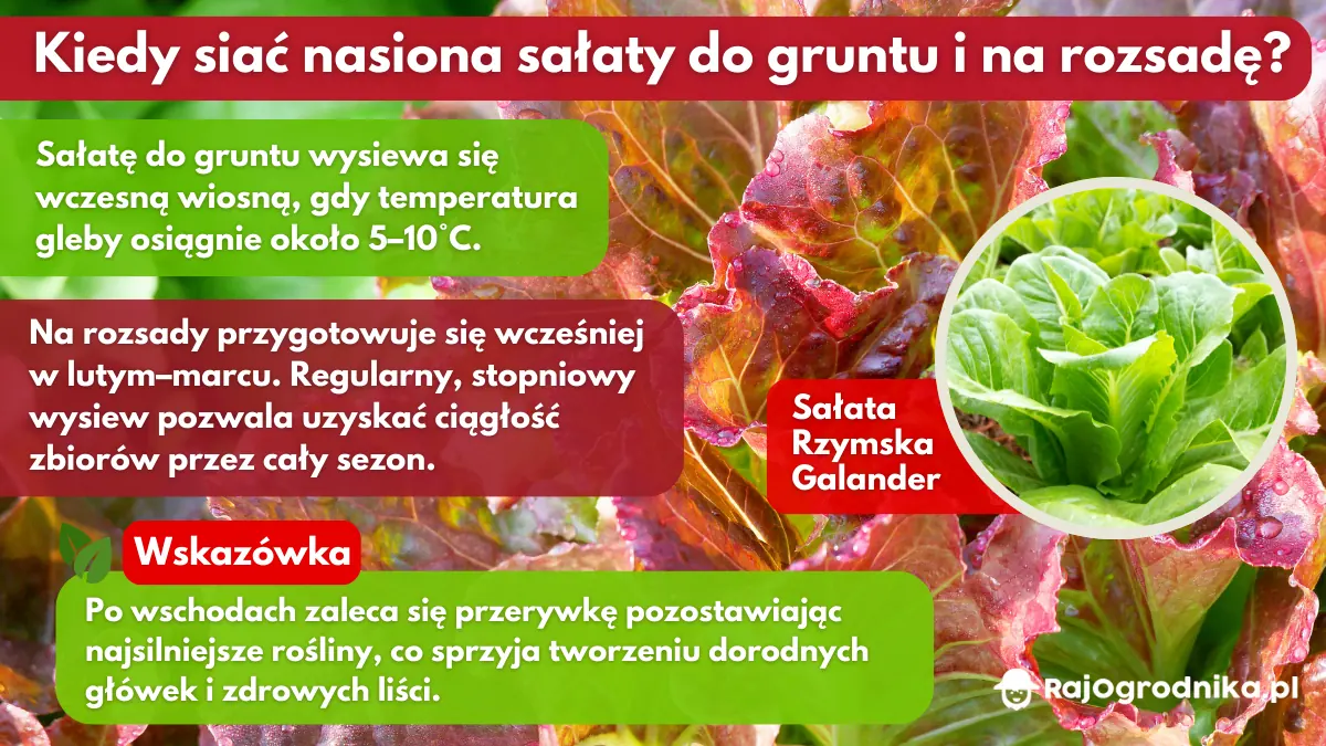 Kiedy-siać-nasiona-sałaty-do-gruntu-i-na-rozsadę-blog-sklep-rajogrodnika